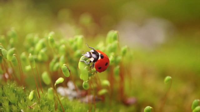 JoyRide - Protocol 002 - Abstinence 00000